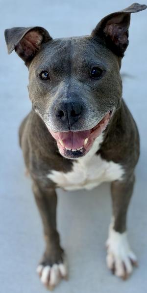 Rielle, Pit Bull Terrier, adult, available for adoption