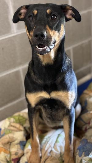 Dharma, Doberman Pinscher / Hound, adult, available for adoption
