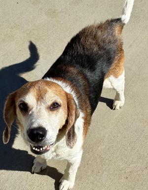 Duffy, Beagle, adult, available for adoption