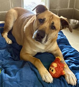 Dalton, Shepherd / Yellow Labrador Retriever, adult, available for adoption