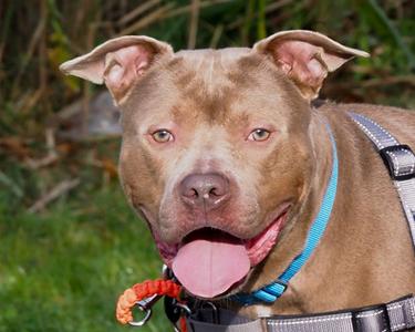 Gogeeda, American Pit Bull Terrier Mix, adult, available for adoption