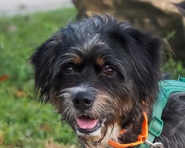 Rambo, Mixed Breed, adult, available for adoption
