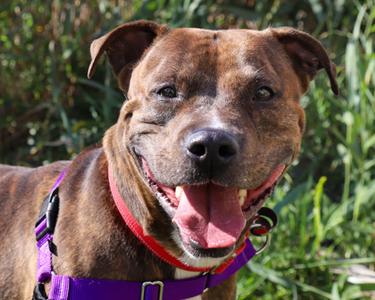 Sodapop, Mixed Breed, adult, available for adoption