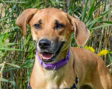 Zazu, Mixed Breed, adult, available for adoption