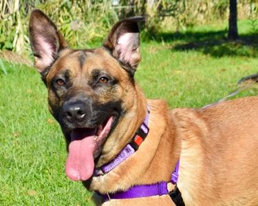 Mando, Mixed Breed, adult, available for adoption