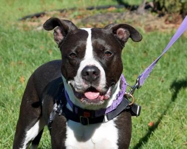 Dex, Mixed Breed, adult, available for adoption