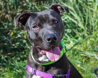 Ponyboy, Mixed Breed, young, available for adoption