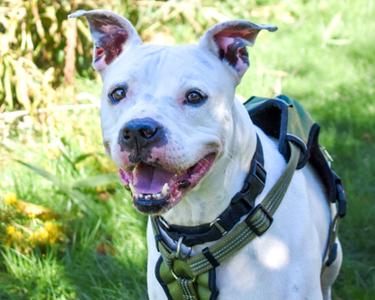 Boomer, Mixed Breed, adult, available for adoption