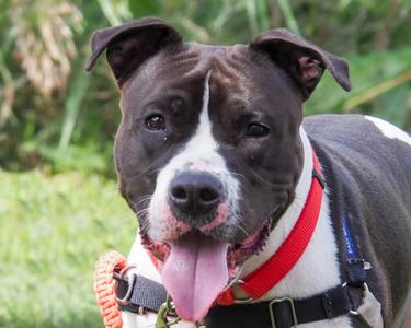 Champ, Mixed Breed, adult, available for adoption