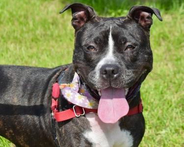 Thumbelina, Mixed Breed, adult, available for adoption