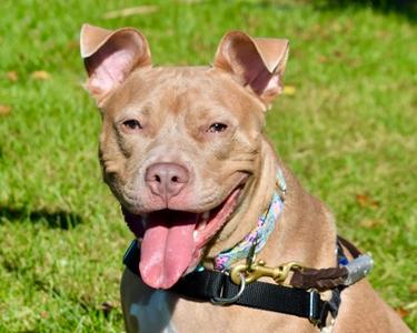 Lexy, Mixed Breed, adult, available for adoption