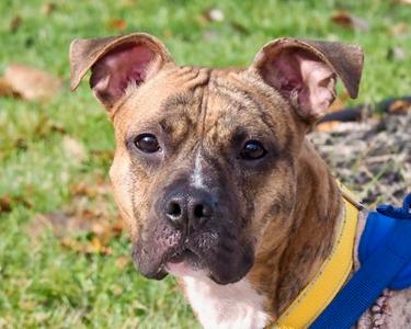 Peanut Brittle, Pit Bull Terrier Mix, young, available for adoption