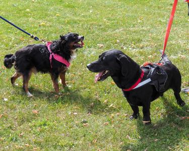 Orson, Mixed Breed, senior, available for adoption