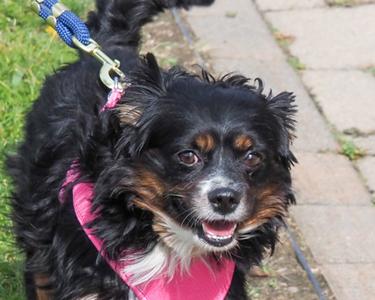 Bugaboo, Mixed Breed, adult, available for adoption