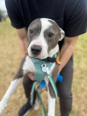 Halls, American Staffordshire Terrier, available for adoption