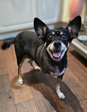 Molly, Miniature Pinscher, available for adoption