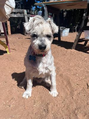 Grandpa Joe, Schnauzer, available for adoption