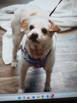 Maxie (Mazzy), Jack Russell Terrier/Terrier, available for adoption