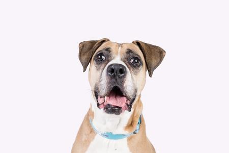 A dog with its mouth open.
