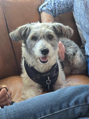 A scruffy terrier mix dog with a black bandana sits on a brown couch.