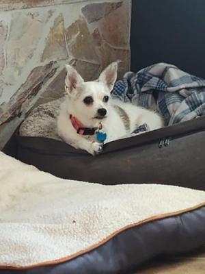 Olive, Chihuahua/Terrier, available for adoption
