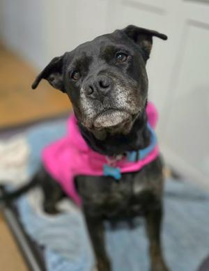 Lola, Pit Bull Terrier/Labrador Retriever, available for adoption