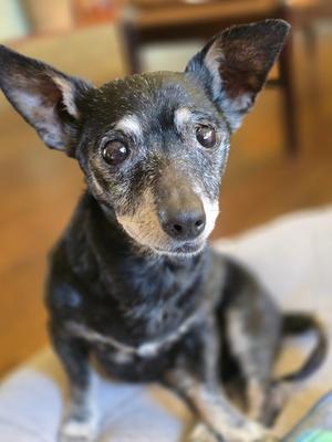 Bridgett, Chihuahua, available for adoption