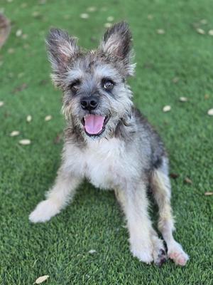 a small dog with a scruffy coat and floppy ears sitting on green grass