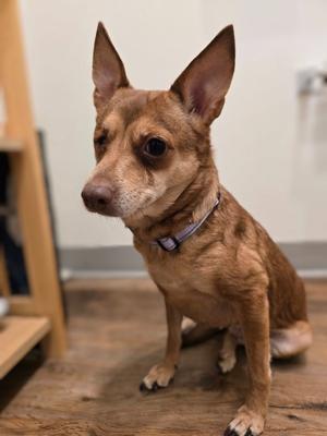 Jade, Miniature Pinscher/Terrier, available for adoption