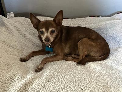 Peanut, Chihuahua, available for adoption