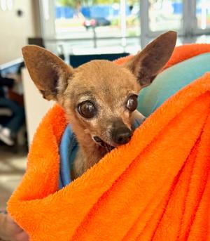 Pepita, Chihuahua, available for adoption