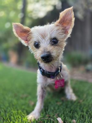 A small dog with light-colored fur and large ears stands on a grassy lawn, wearing a black collar with a pink tag.