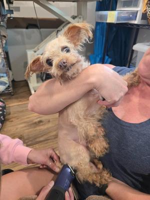 Lil Man(Gary Cooper), Yorkshire Terrier Yorkie, available for adoption