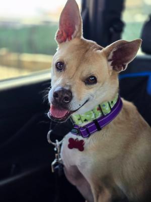 Doc, Crossbreed/Terrier, available for adoption