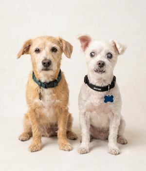 Two dogs sitting side by side, one with light brown fur and the other with white fur, both wearing collars.