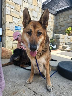 Mia, German Shepherd Dog, available for adoption