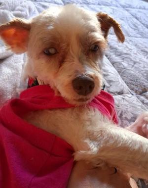 Little Sister(Winnie), Schnauzer, available for adoption