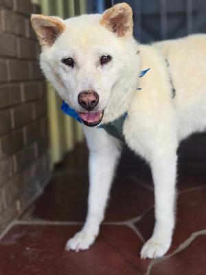 Clancy is a Nancy, Siberian Husky, available for adoption