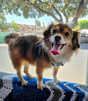 Bear, Pomeranian/Chihuahua, available for adoption