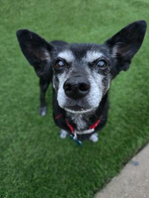 Brooks, Chihuahua/Terrier, available for adoption