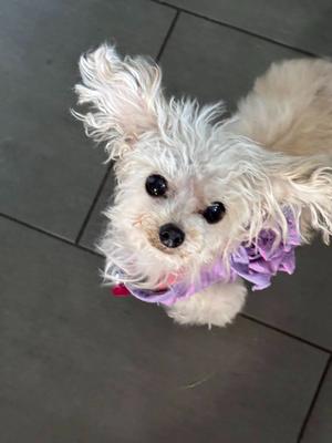 A fluffy white dog with dark eyes and a purple flower accessory around its neck looks up at the camera.