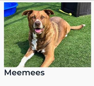 Meemees, German Shepherd Dog, senior, available for adoption
