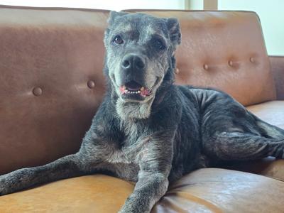 A black dog with a grayish face and ears is lying on a brown leather couch. The dog has a happy expression with its mouth slightly open, showing its teeth. The dog's fur is short and appears to be slightly wet or matted. The couch has a tufted backrest with buttons.