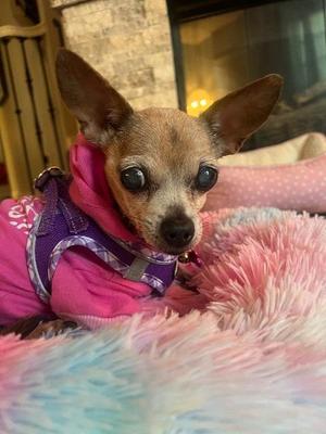 Bea (Jilly Bean), Chihuahua, available for adoption