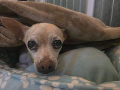 A small tan chihuahua with large, wide eyes looks directly at the camera from under a beige blanket.