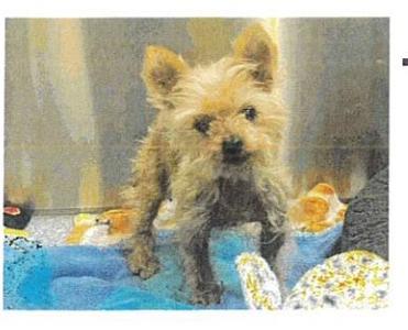Bojangles (Bubbles), Yorkshire Terrier Yorkie, available for adoption