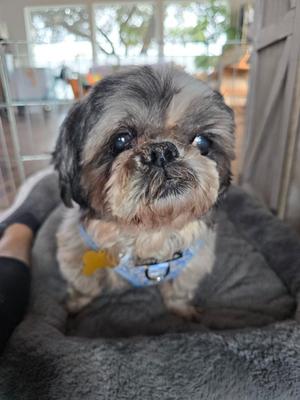 A close-up of a small, fluffy Shih Tzu dog with black and gray fur, sitting in a plush dog bed.