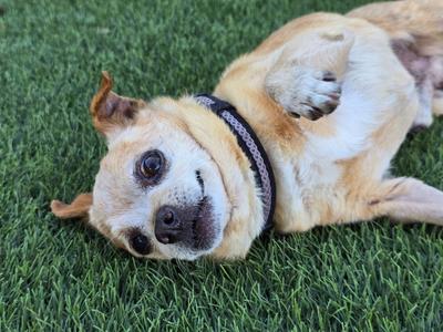 Eustace, Chihuahua, available for adoption