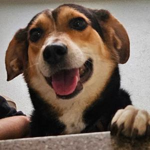 Alana, Mixed Breed (Medium), adult, available for adoption