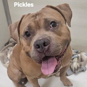 Pickles, Terrier, adult, available for adoption